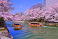 岡崎疏水　桜　十石船　高画質写真