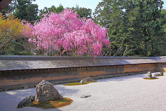龍安寺　桜　画像