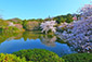 龍安寺　鏡容池　桜