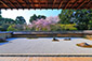 石庭　桜　写真