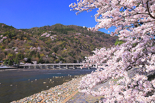 京都　桜　写真家