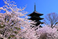 京都　桜　写真