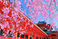 京都　桜　高画質写真