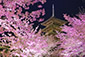 京都　桜　高画質　画像