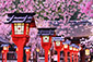 京都　桜　高解像度画像