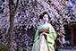 京都　桜　舞妓
