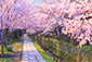 京都の桜　哲学の道