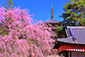 京都　桜　醍醐寺