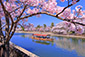 京都　宇治川の桜　船上花見