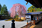 京都　桜　画像　高台寺