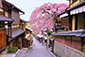 三年坂の桜　高画質　写真