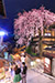 京都　三年坂　桜　デート　