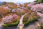 青龍殿　桜　庭園　写真