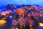 青龍殿　夜桜　ライトアップ　高画質画像