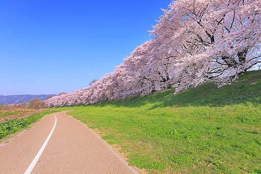 背割堤　桜　高画質写真