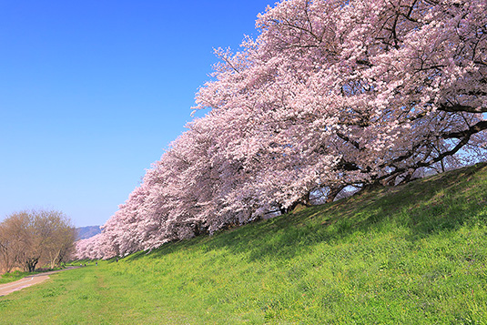 背割堤　桜　写真