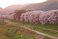 京都　背割堤　桜