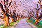 背割堤　桜画像