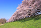背割堤　桜　高画質写真