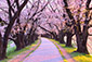 背割堤　桜　画像