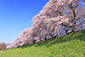背割堤　桜　高画質画像