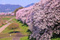 背割堤　桜並木　写真