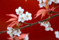 下鴨神社　桜　写真