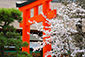 京都　下鴨神社　春