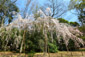 下鴨神社　桜　糺の森