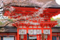 京都　下鴨神社　桜