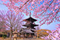 真如堂の桜　高画質　写真