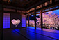 正寿院　桜　ライトアップ　高画質　写真