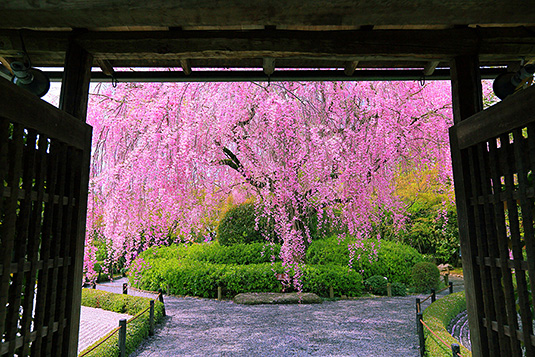 退蔵院　桜