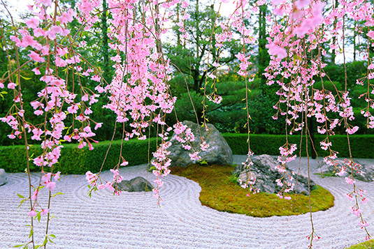 退蔵院　桜　画像