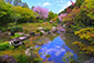 京都　退蔵院　桜