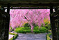 退蔵院　桜　高画質　画像
