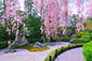 退蔵院　桜　石庭　写真