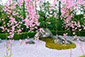 退蔵院　石庭　桜