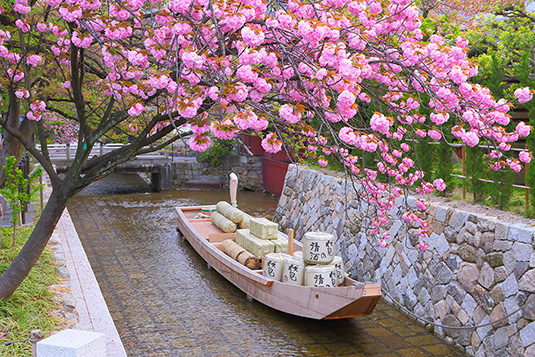 高瀬川一之船入　桜