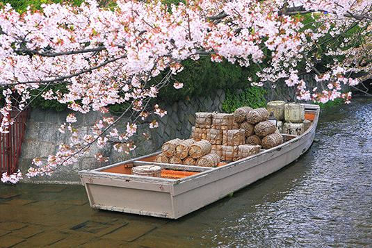 高瀬川　桜　写真