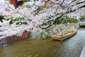 京都　高瀬川　桜