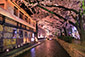 高瀬川　夜桜　ライトアップ