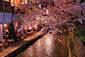 高瀬川　夜桜　ライトアップ