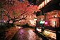 高瀬川　夜桜