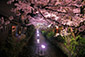 高瀬川　桜　ライトアップ　画像