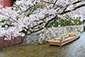 高瀬川　桜　写真