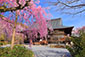 京都　天龍寺の桜
