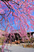 天龍寺の桜　高画質　画像