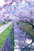 京都　哲学の道　桜