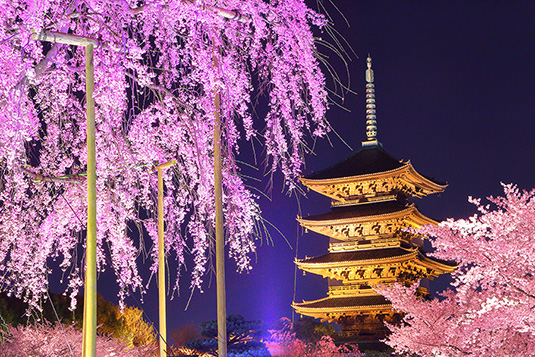 東寺　桜　ライトアップ　写真